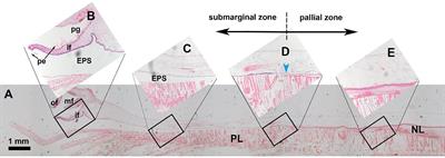 The Mineralization of Molluscan Shells: Some Unsolved Problems and Special Considerations